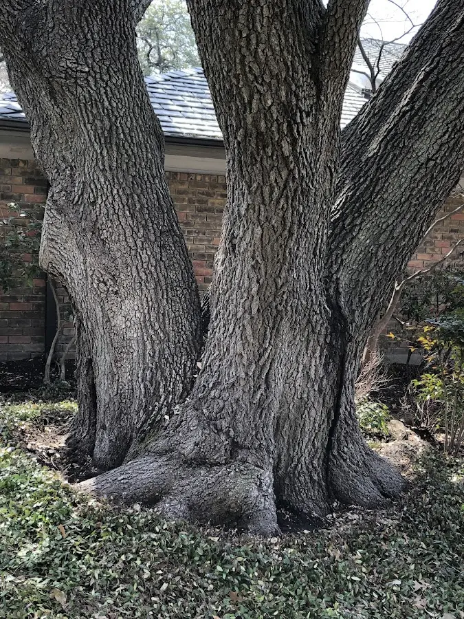 Mature heritage tree close to a Junction City property cared for by certified arborists